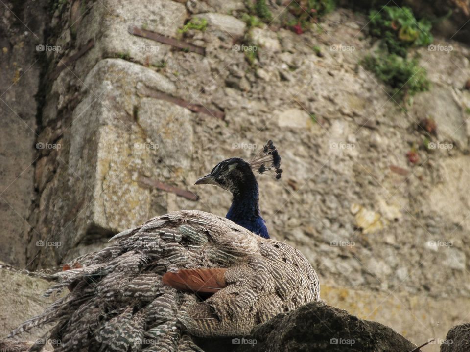 Lady peacock in