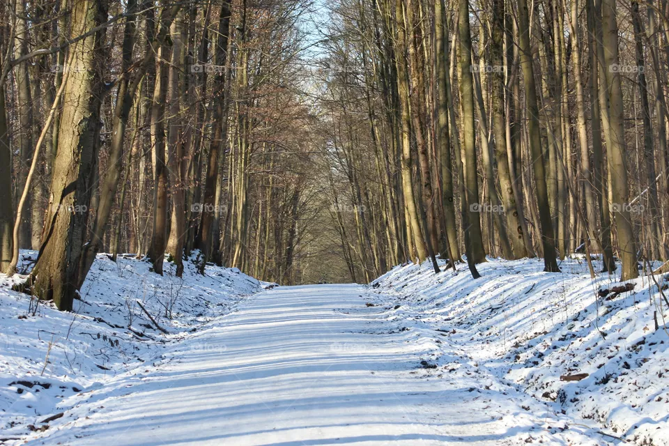 Walk in the woods