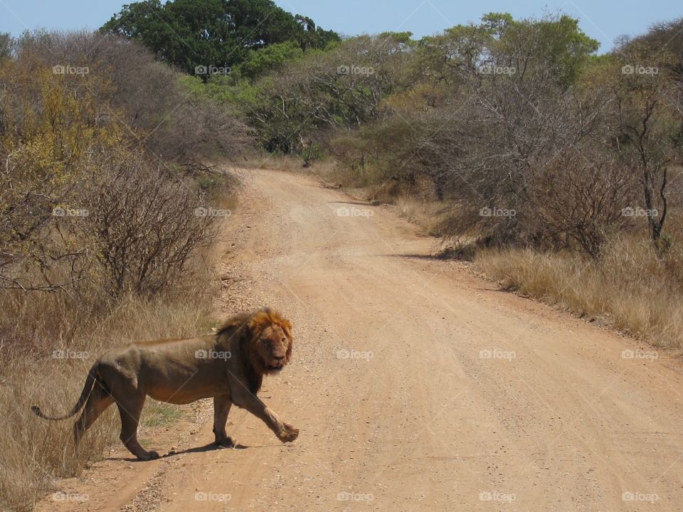 Safari, Kruger National Park, South Africa