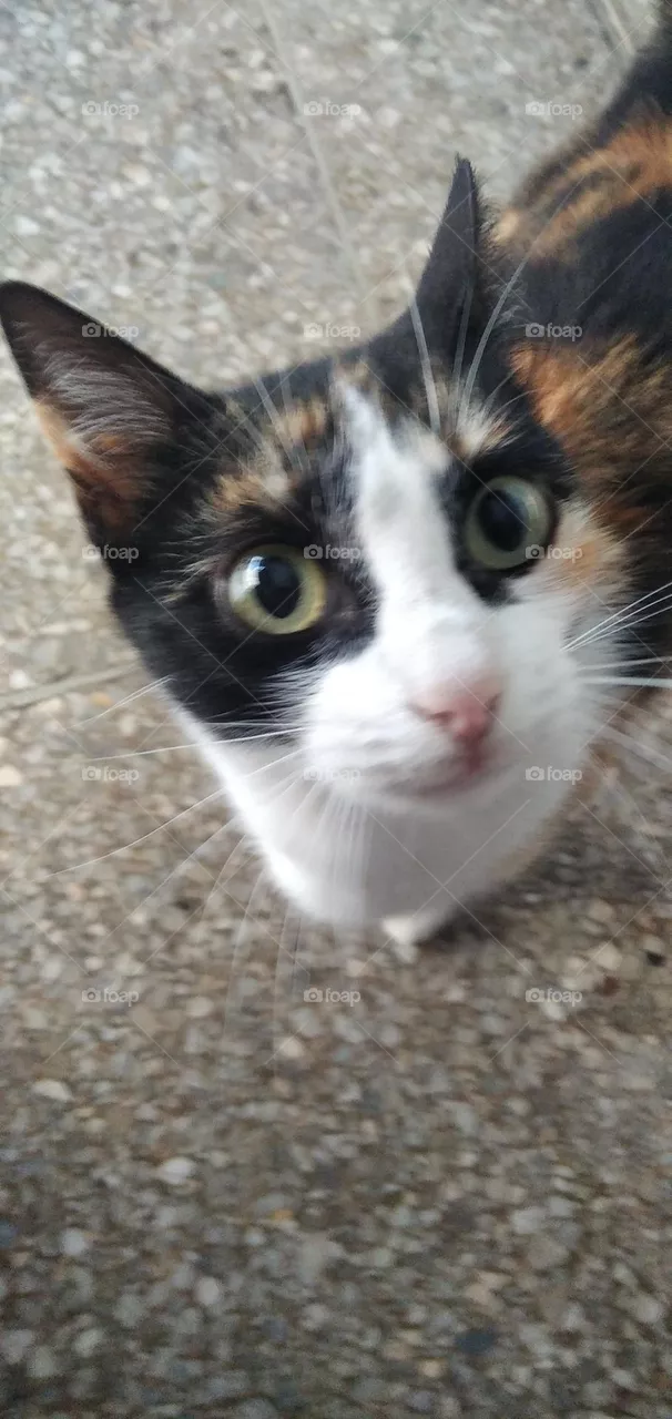A picture of a cat