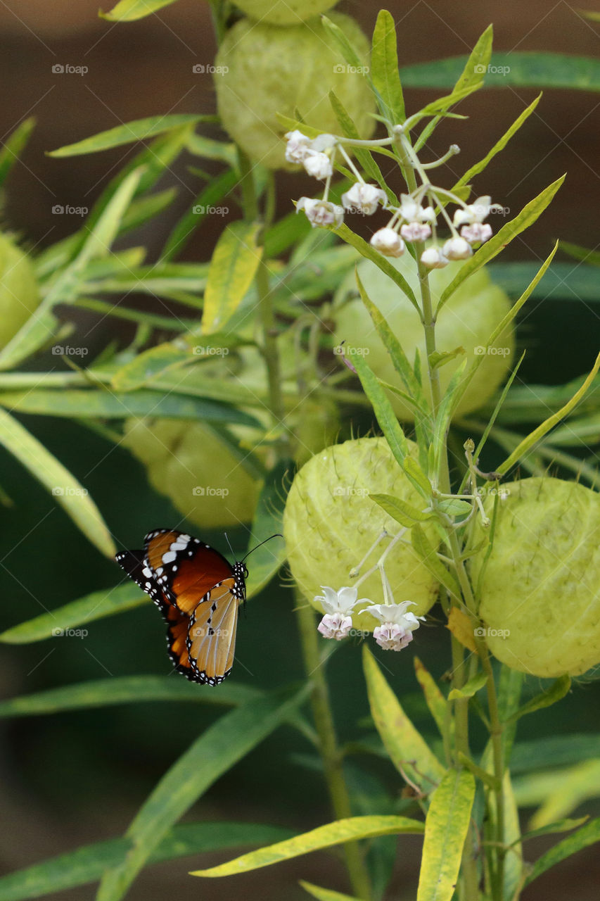African Monarch in flight on a Milkweed flower and fruit