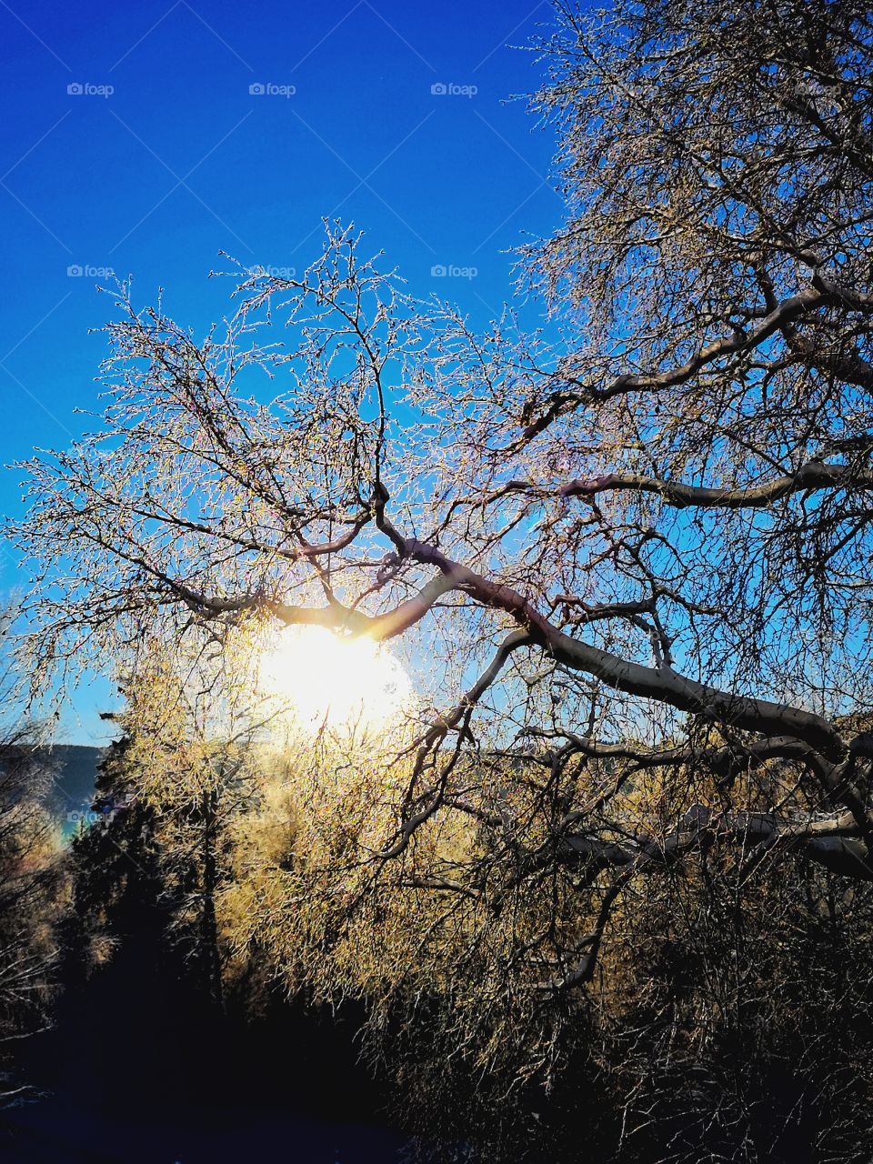 Tree in the sun