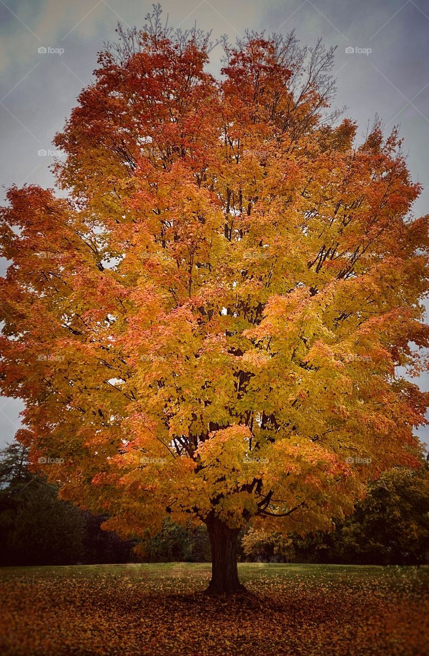 Autumn tree