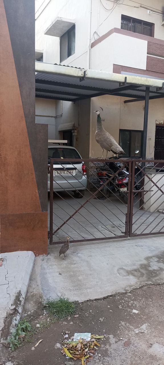 Indian Peafowl