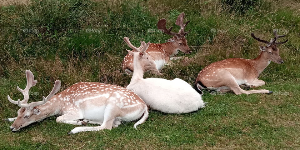 Deer resting