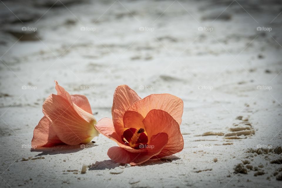 Beautiful flowers on the beautiful beach