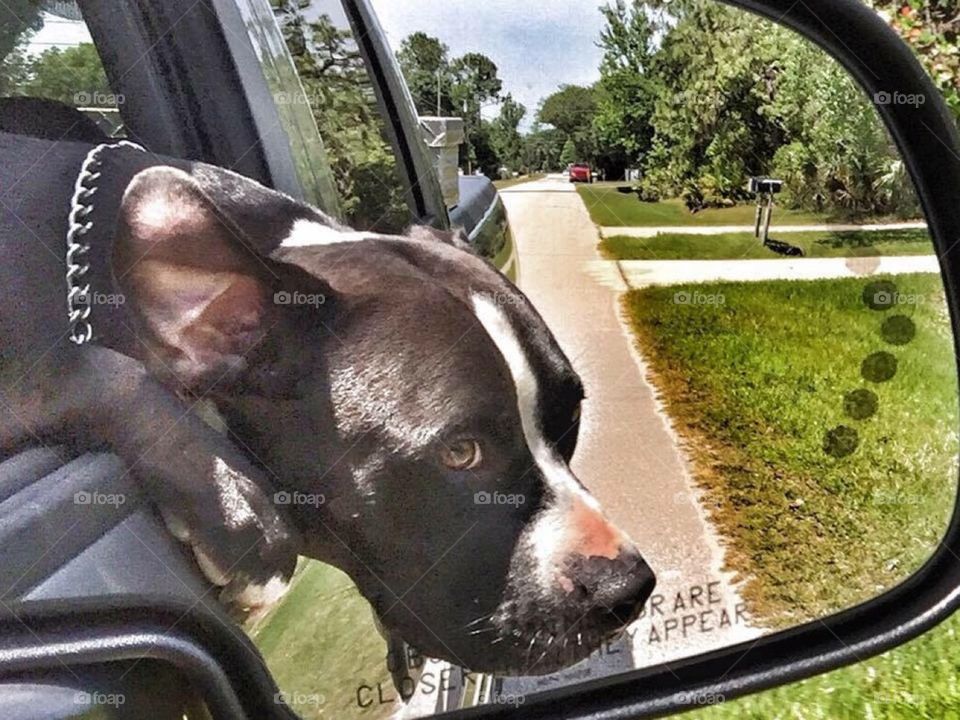 Beau loves to go for rides!