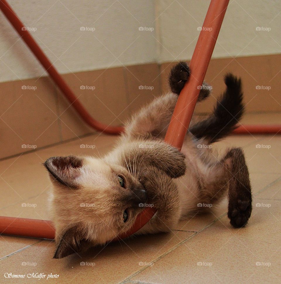 Litle cat play 