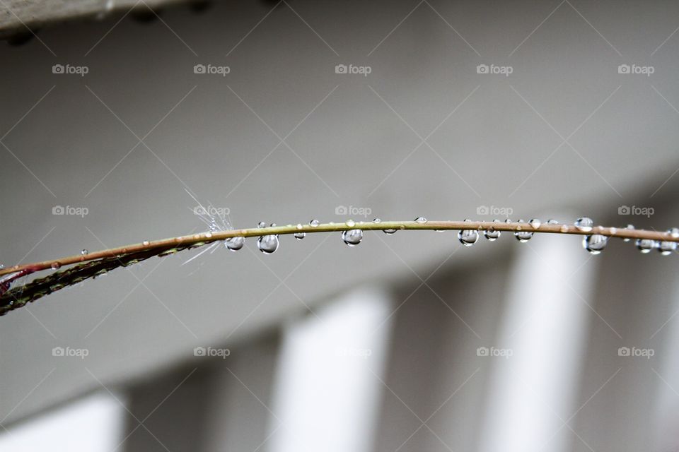 raindrops on grass