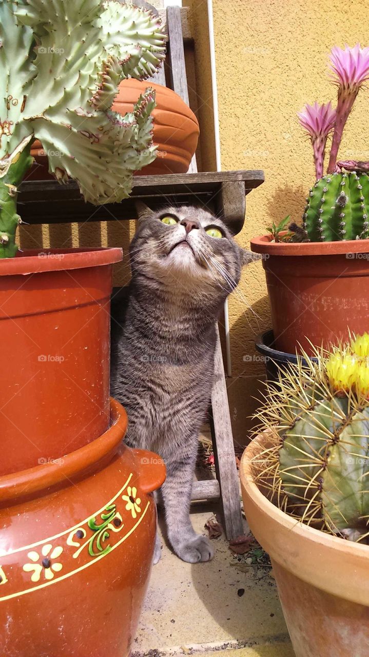 Una sonrisade un gato feliz