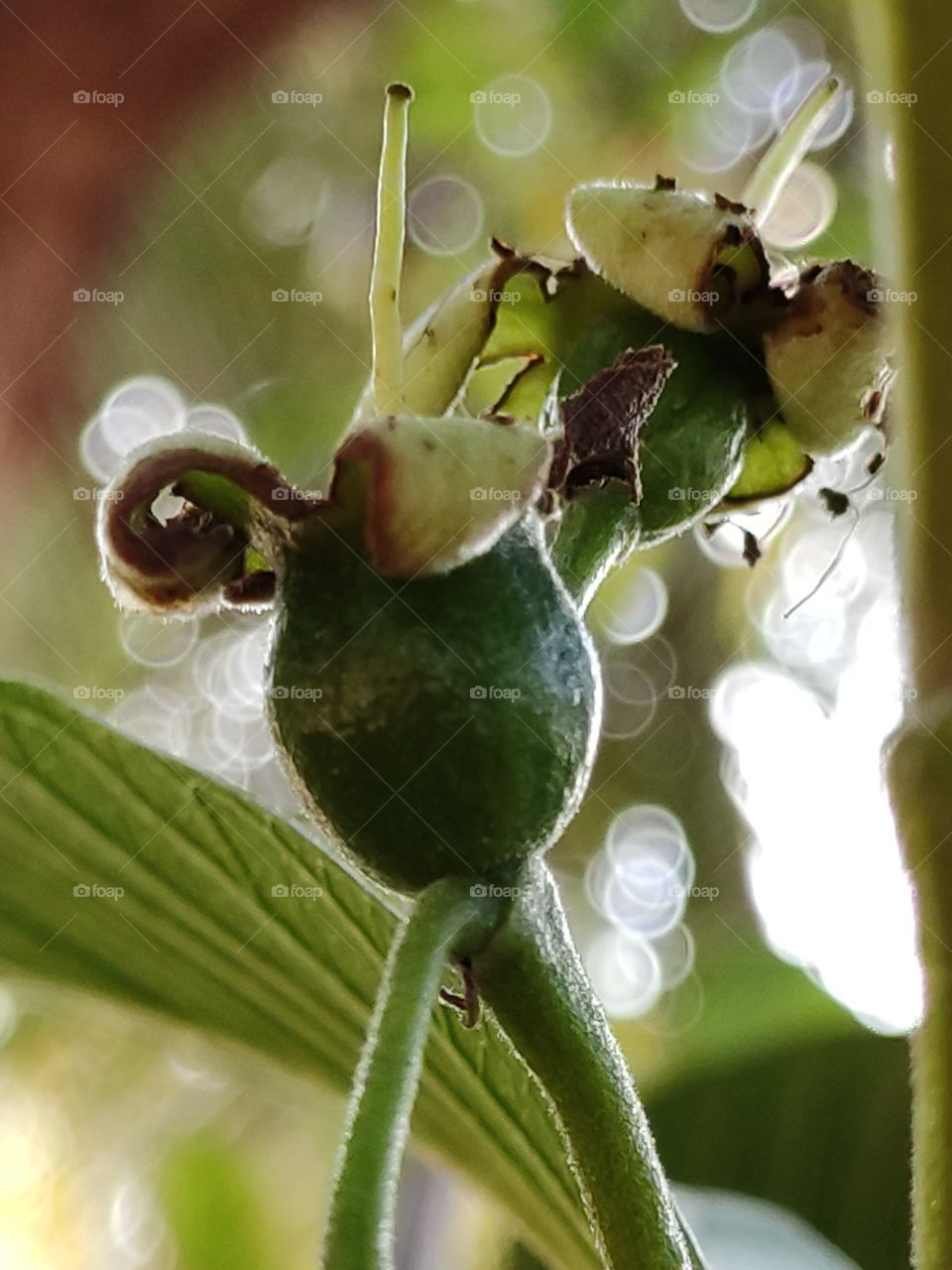 Young and fresh growing guava fruits hanging beautifully on the tree. Guava is a common tropical fruit cultivated in many tropical and subtropical regions of India