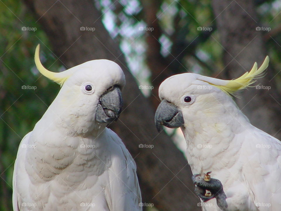 Sulphur crested cockatoos