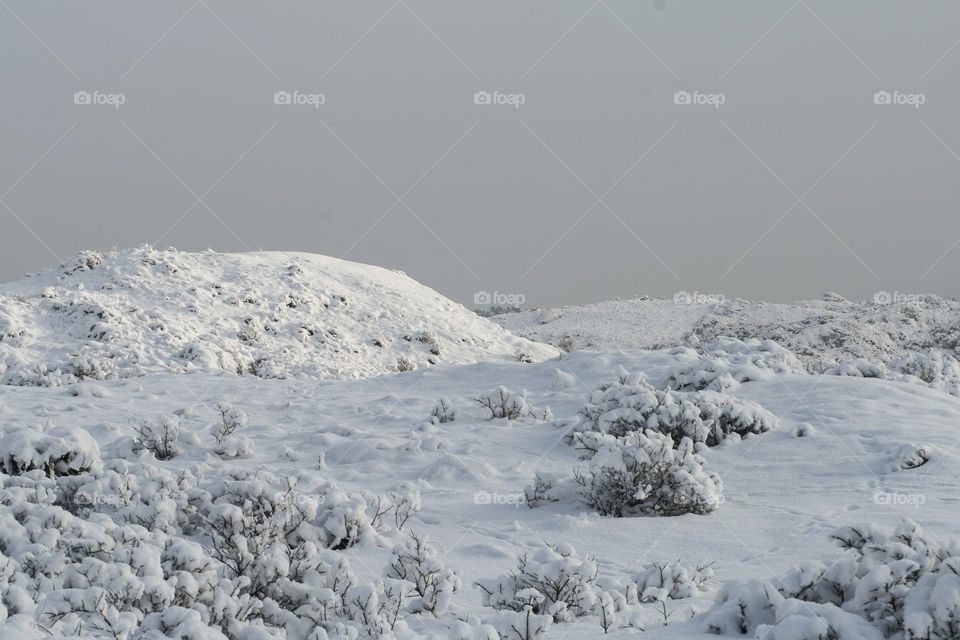 Winter landscape