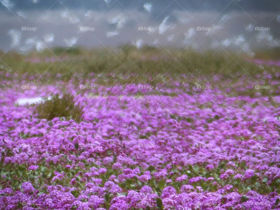 Field of purple wildflowers