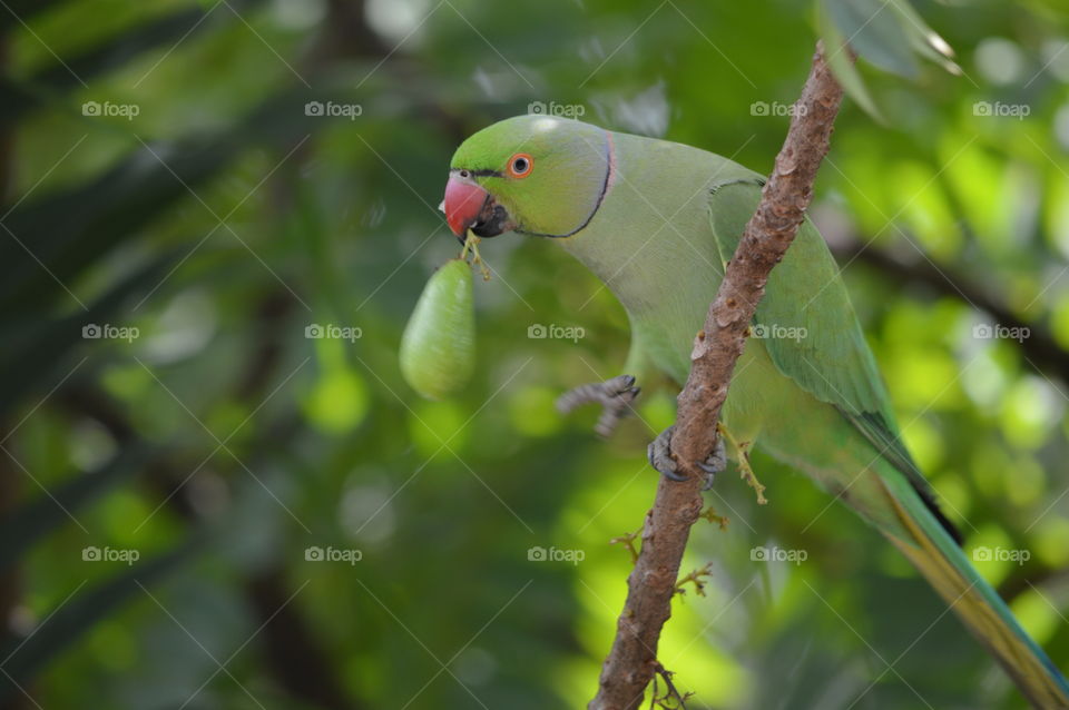 parrot +fruits
