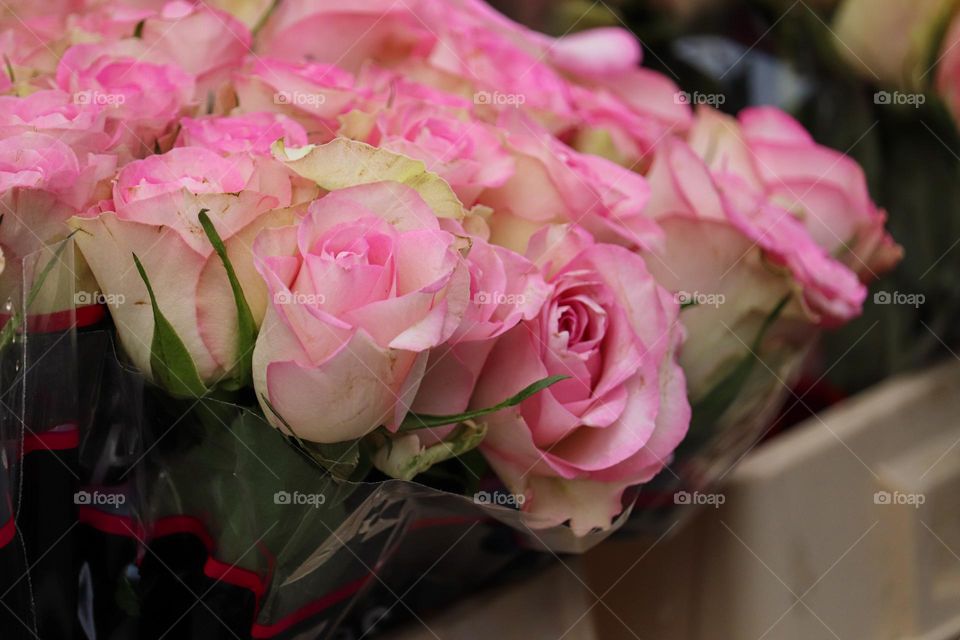 Pink roses