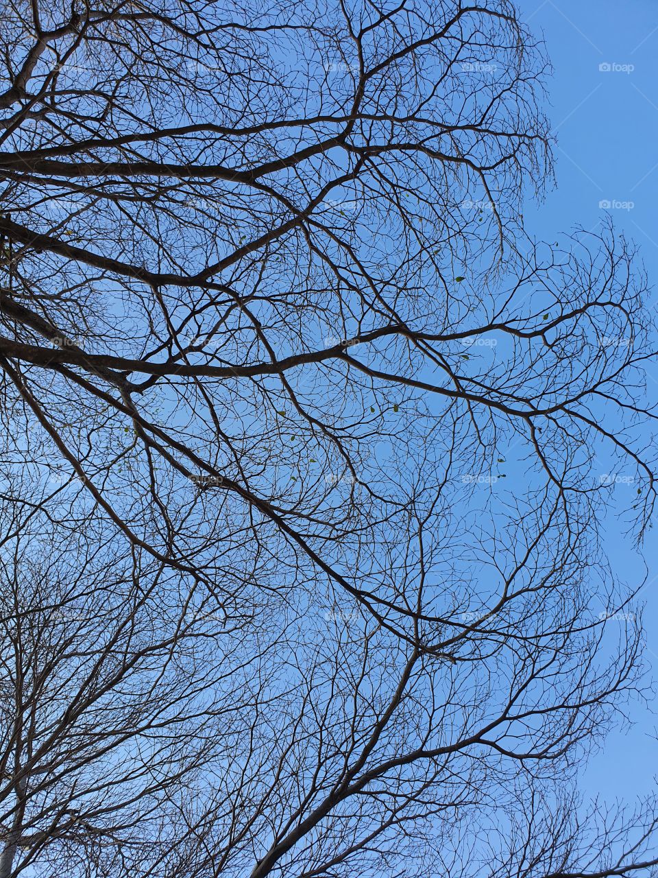 tree and sky