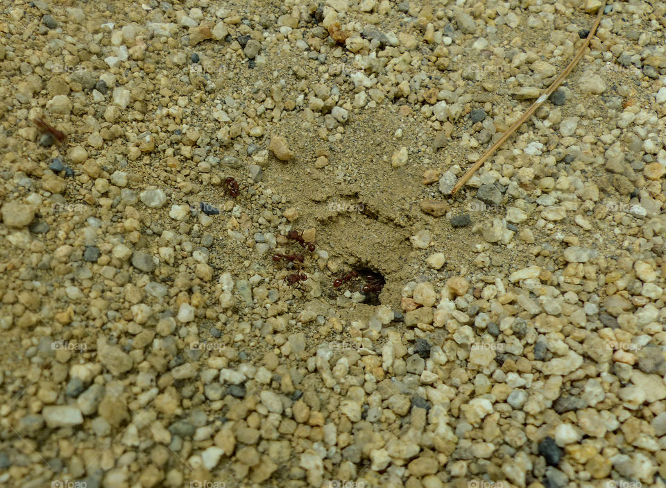 Red ants digging a new home