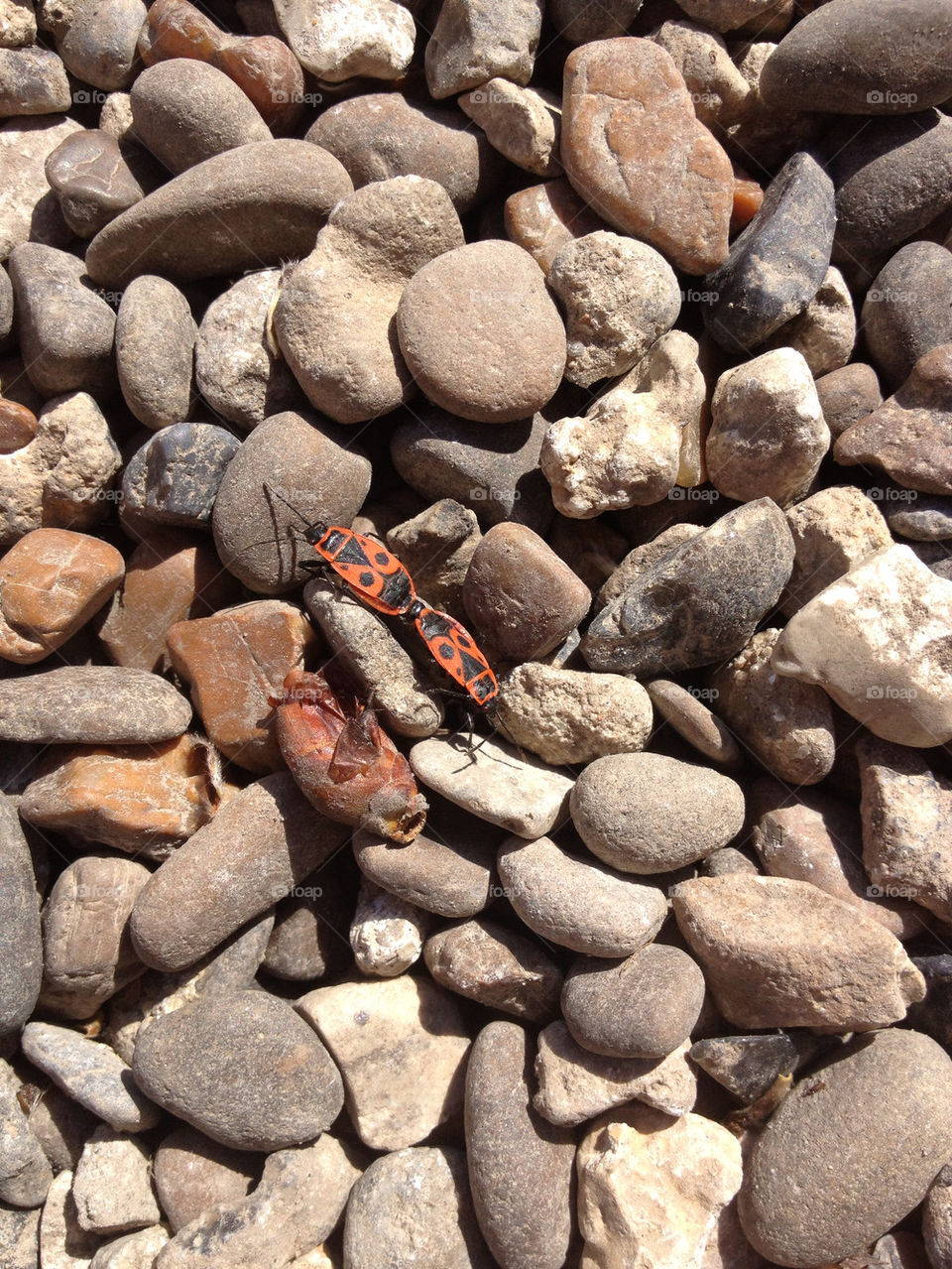 Ladybug on the spring morning