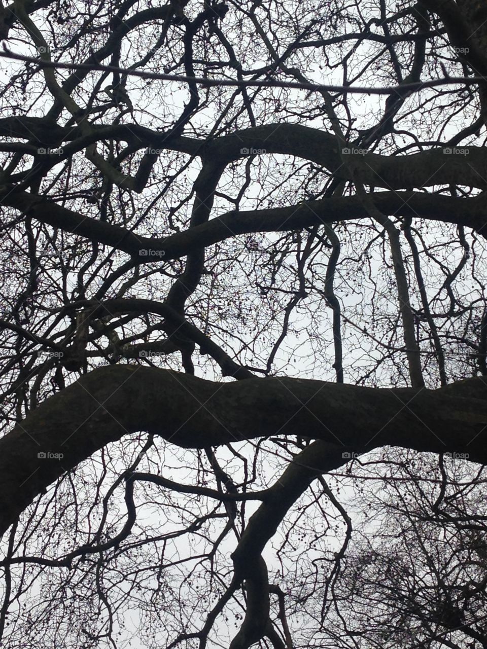 Reflection bare tree branches 