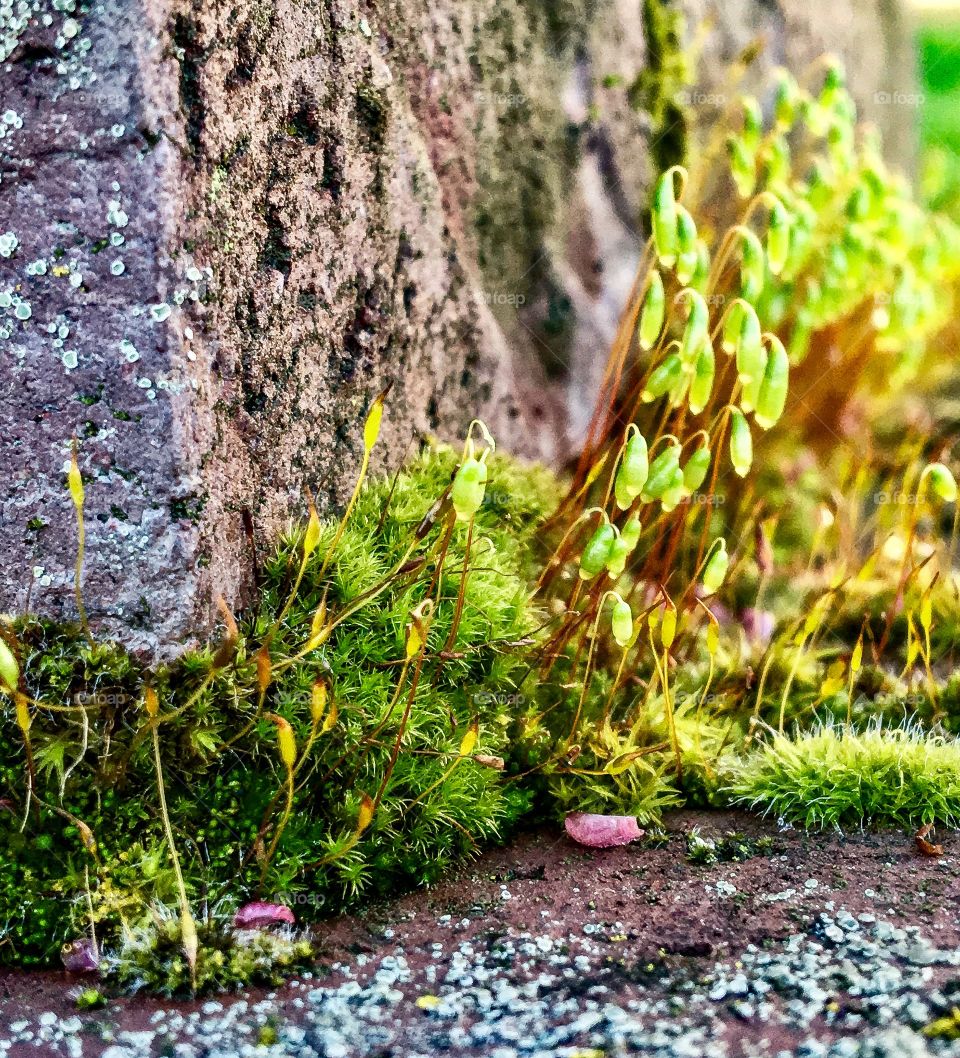 Close-up of flower bud