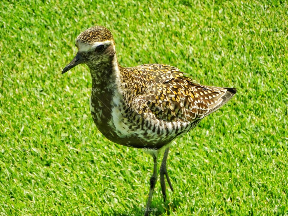 Pacific Golden Plover