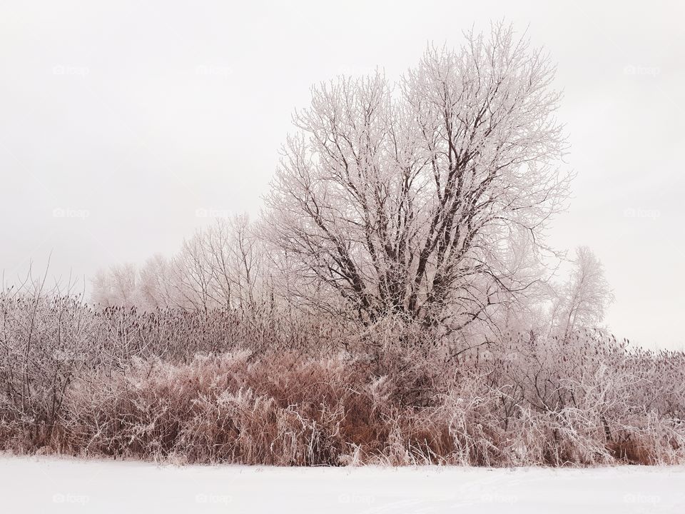beautiful frozen scenery with ice covering tree branches