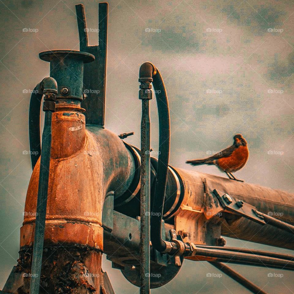 Bird on top of farming grid piping.
