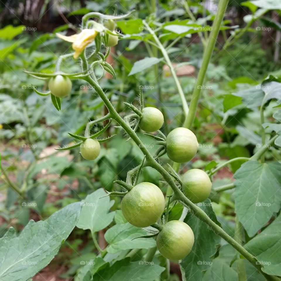 Green cherry tomatoes. Baby cherry tomatoes on the vine in my city garden.