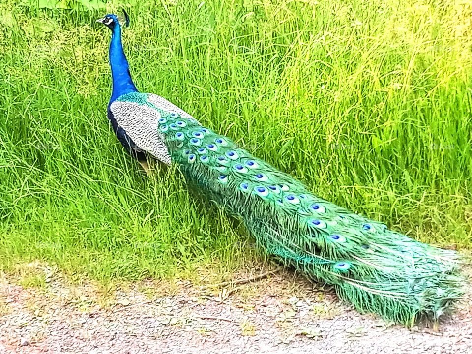 A long, colorful tailed peacock strutted across the road before entering a grassy field.