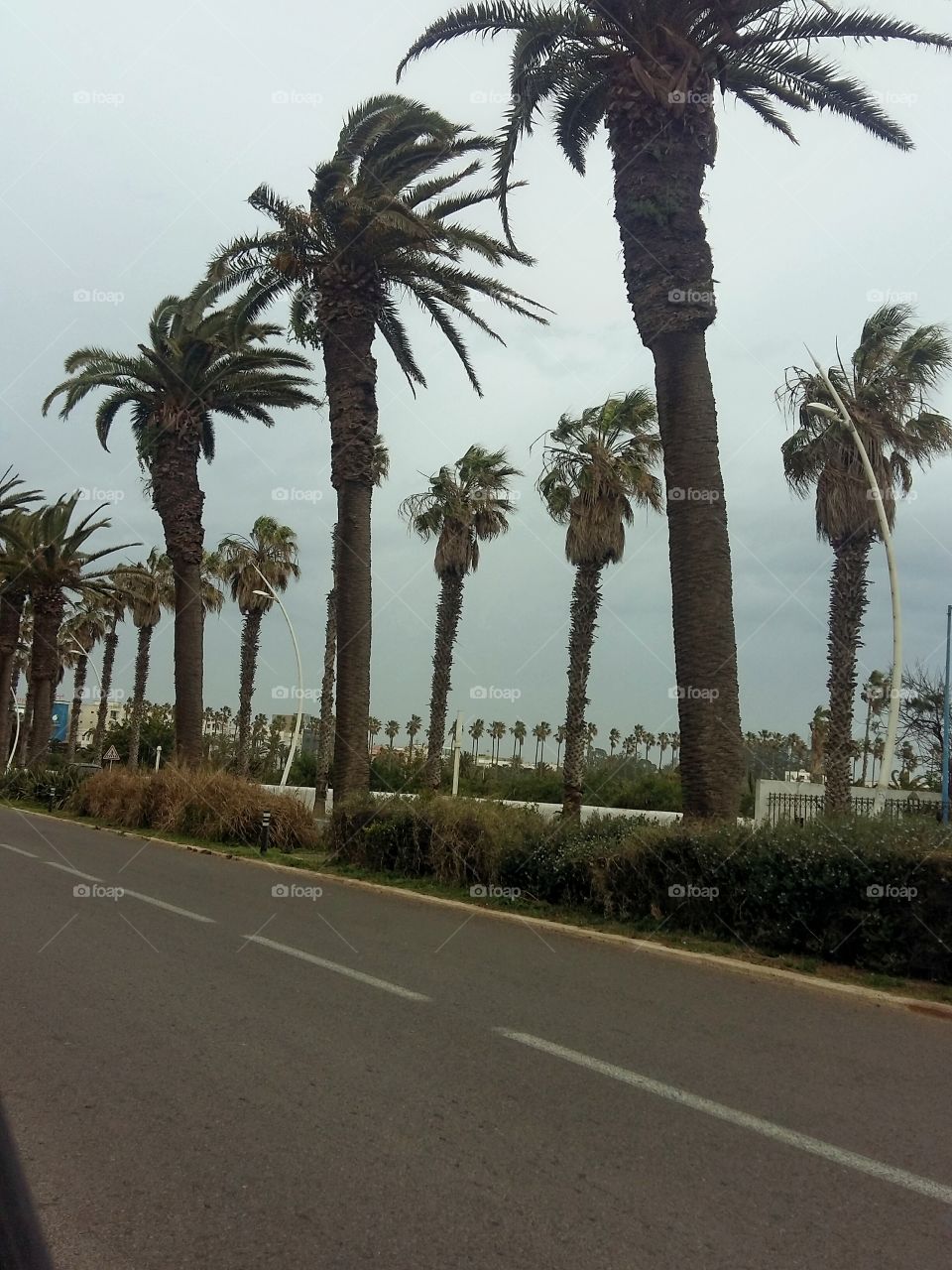 street ..palms