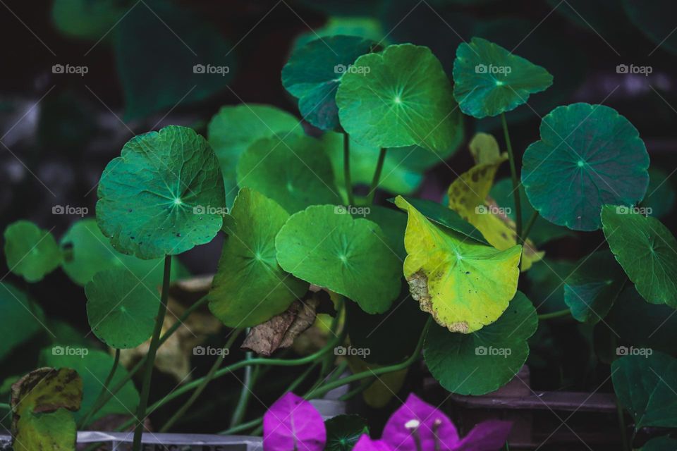 Close up view of circle shape leaves with dark background 