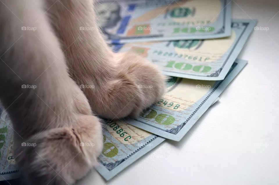hundred dollar bills are on the table