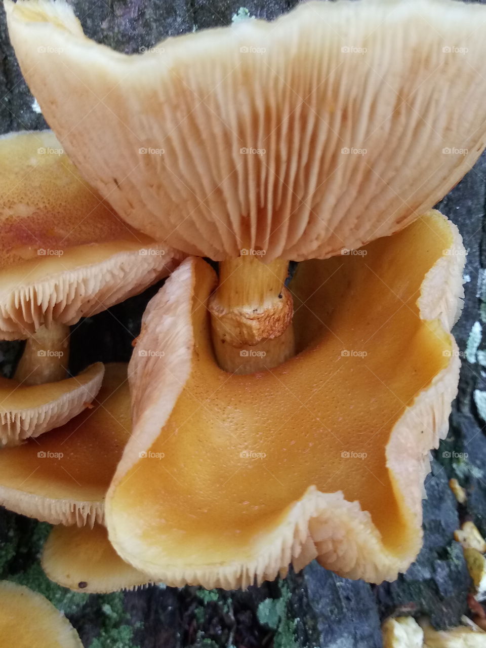 a collection of mushrooms growing on a stump