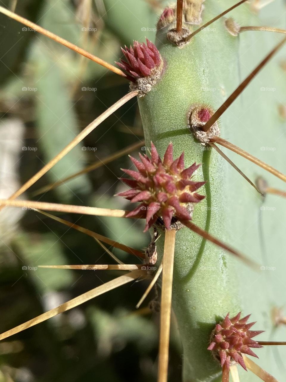 Close up of the early spring blooms from a cactus.