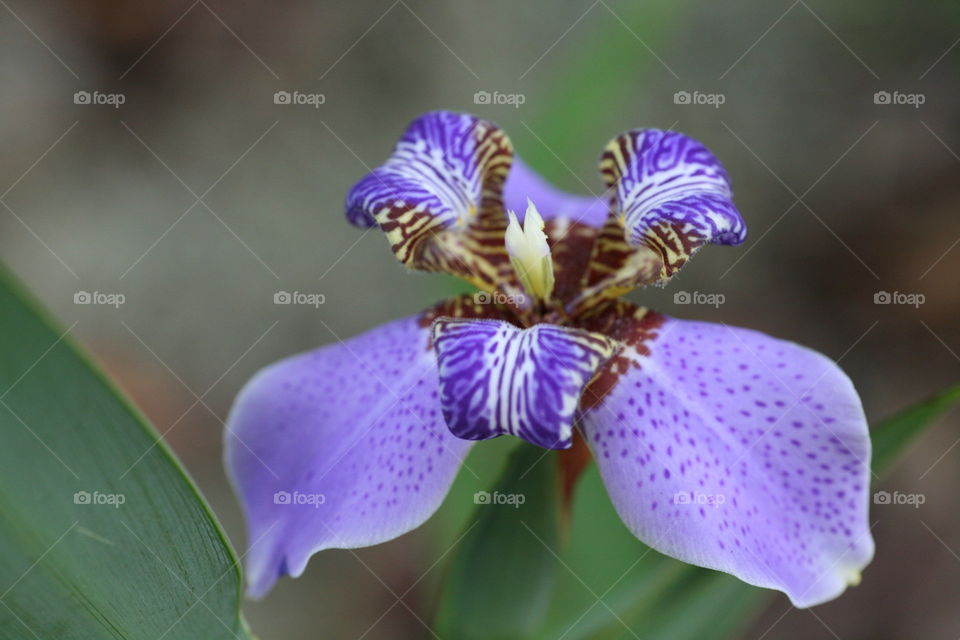 Leu Gardens Purple Iris. Beautiful Leu Gardens is home to all sorts of flowers waiting to be photographed! Orlando, FL