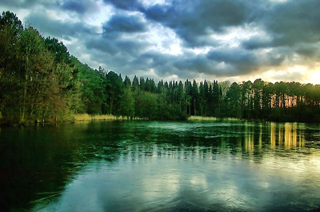 Amsterdamse bos