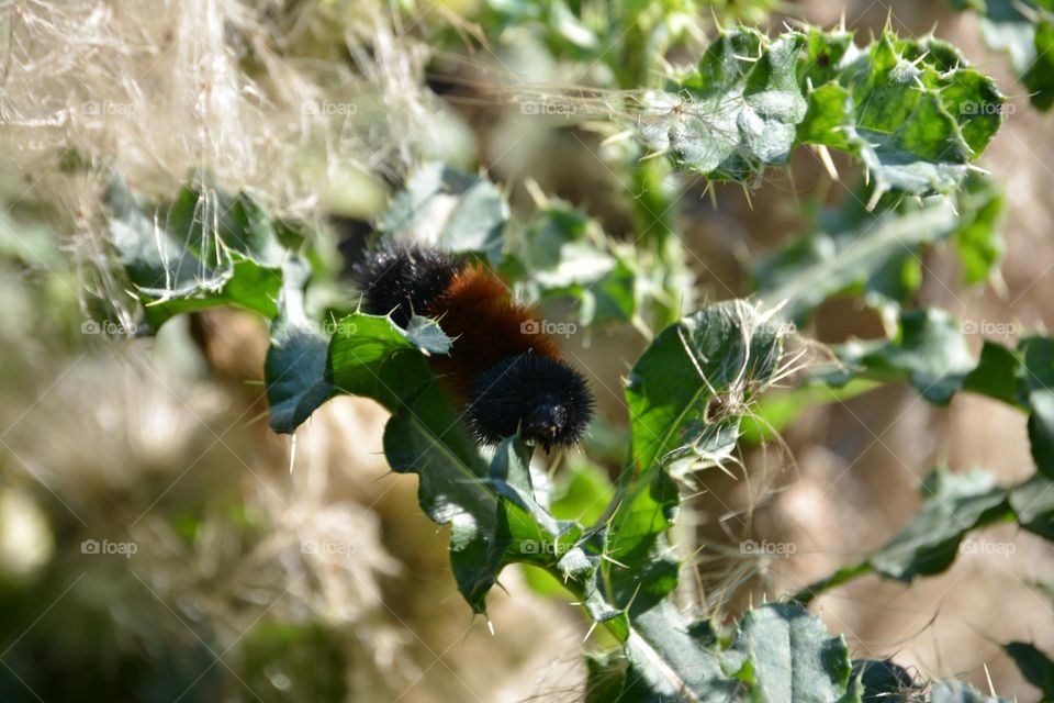 Caterpillar in the bush 