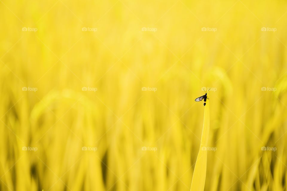 Small insect on a yellow rice field