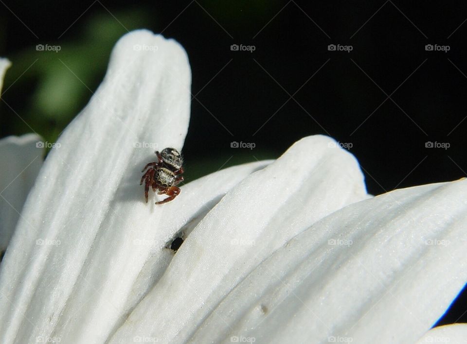 Spider on daisy 
