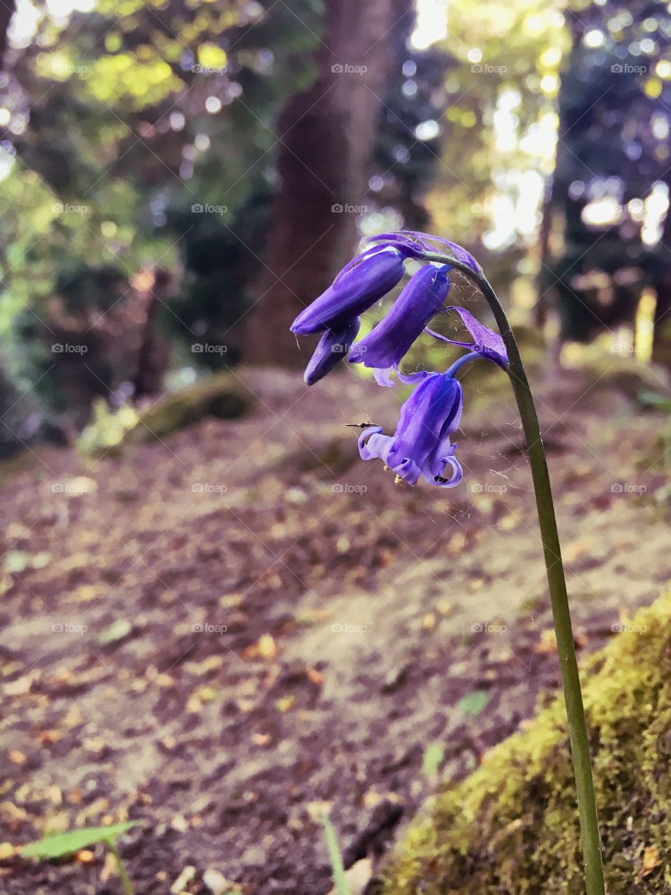 A bluebell in the woods at The Hollies in Meanwood, Leeds. 