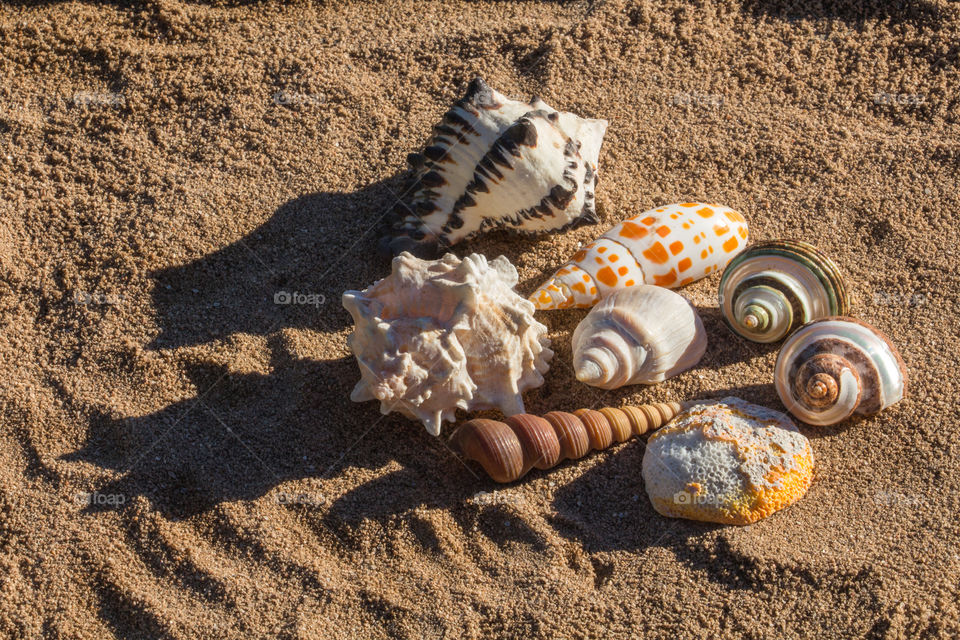 sea shell and snails collection