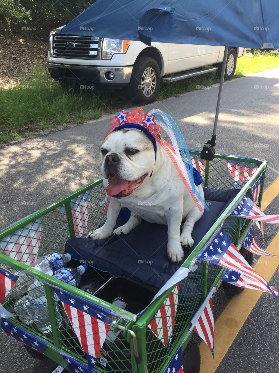 Parade dog