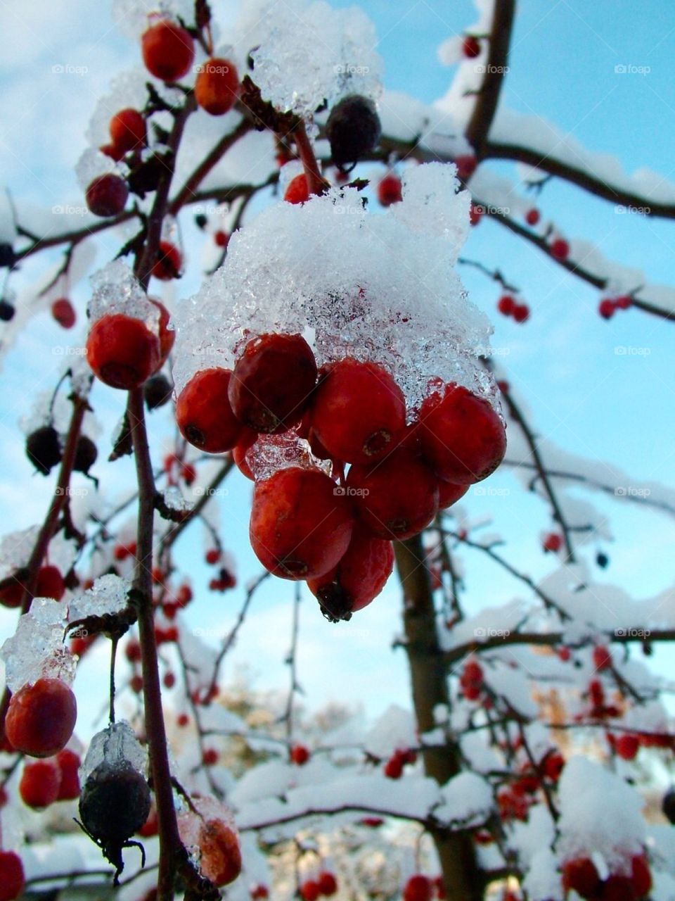 Frosty rose hip