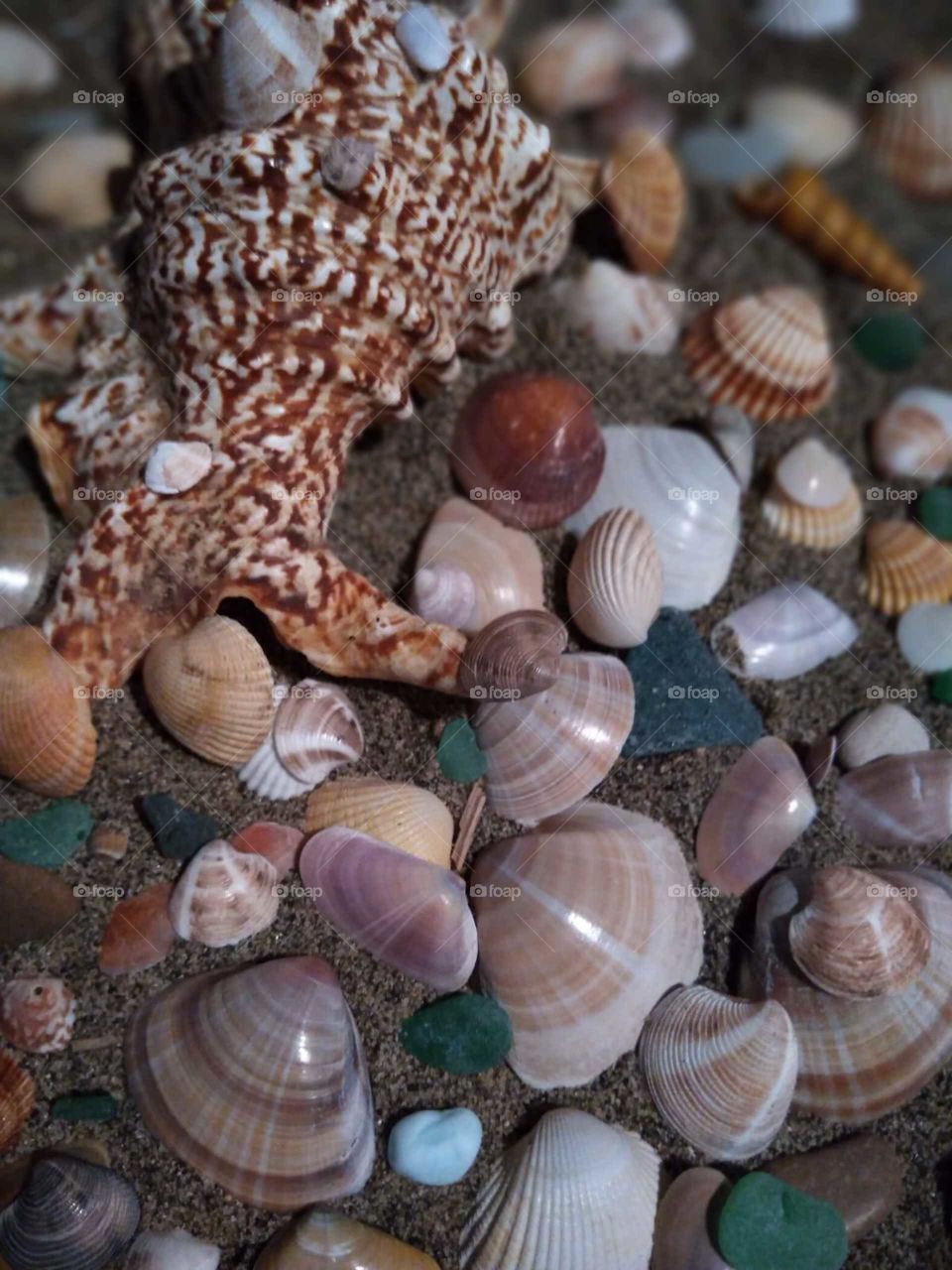 Beautiful seashell