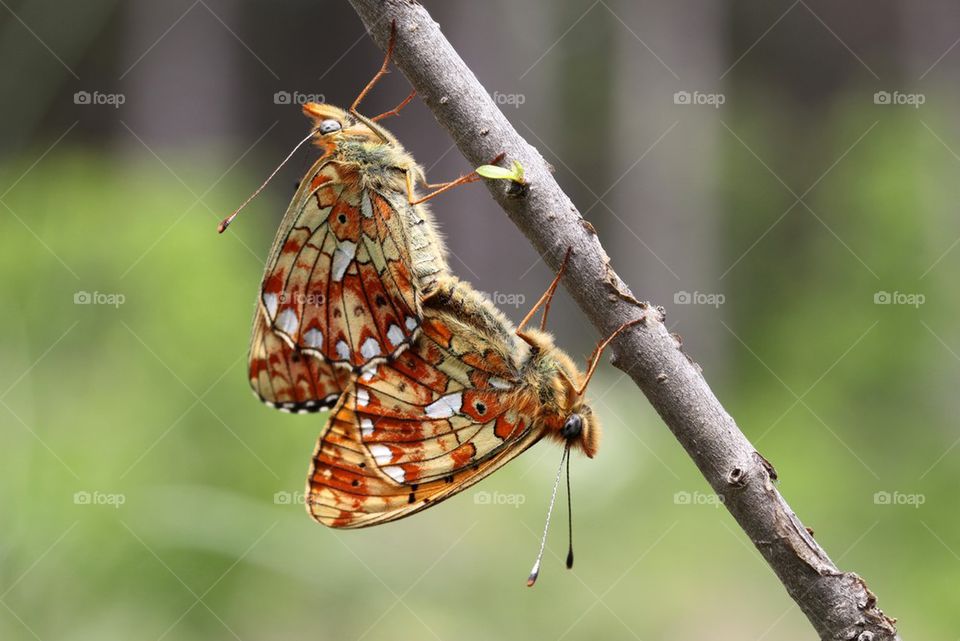 Pearl-bordered Fritillary