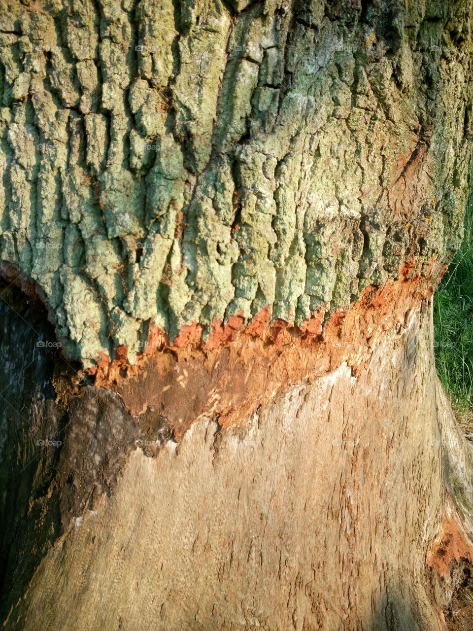 polish nature,  because of beavers