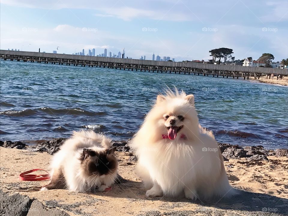 Pomerania dog and Ragdoll cat at Brighton Beach with the image of Melbourne City in the background 