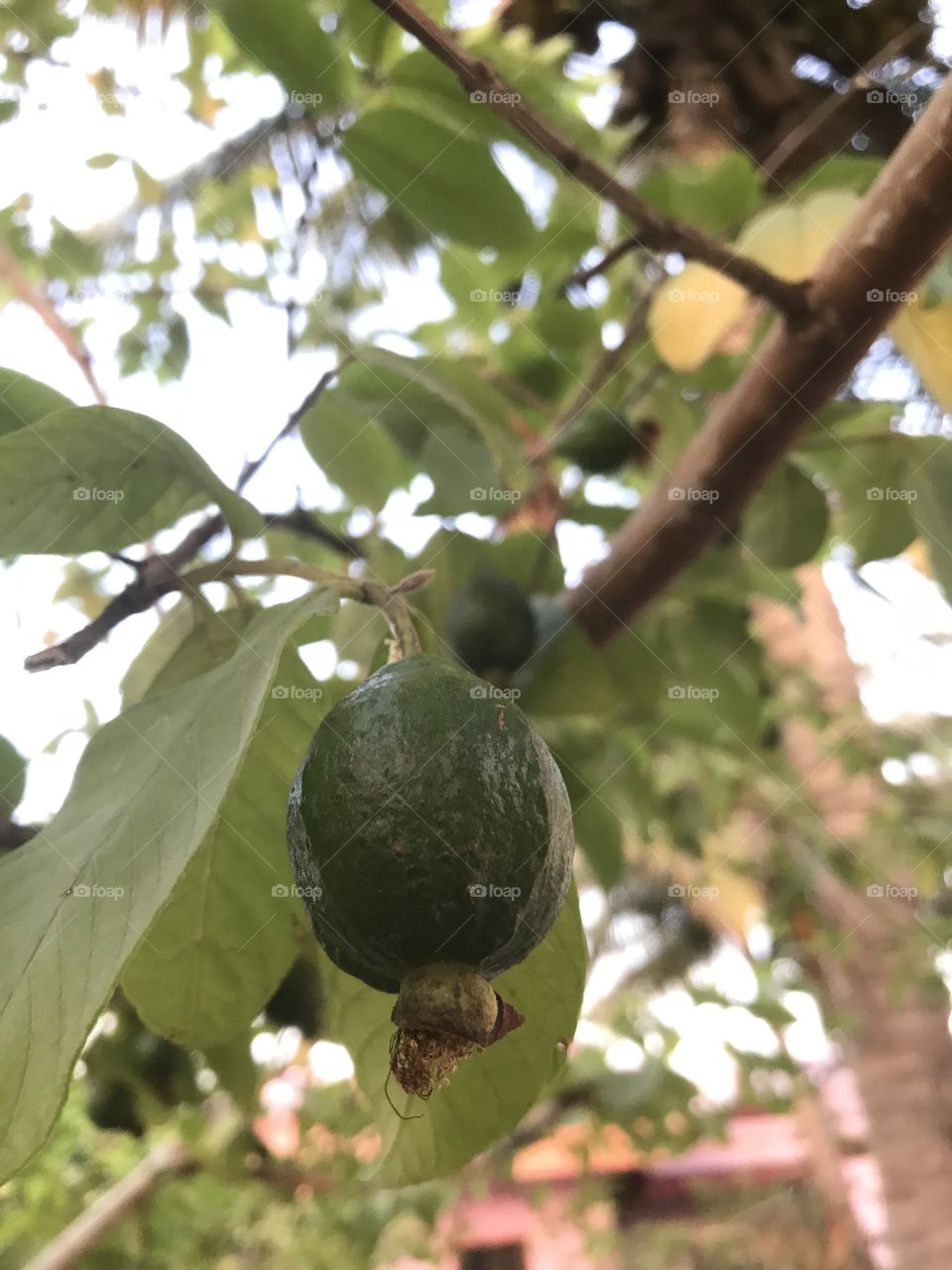 Guava