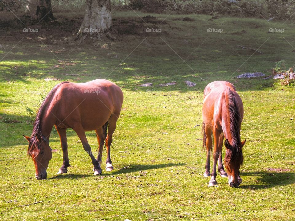 Horses. Field